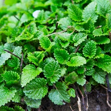 Meduňka lékařská