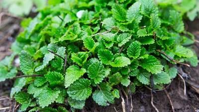 Meduňka lékařská