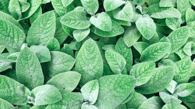 Šalvěj lékařská