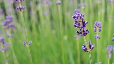 Levandule lékařská