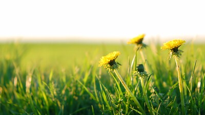 Pampeliška lékařská