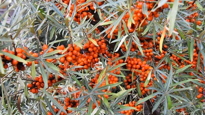 Rakytník řešetlákový